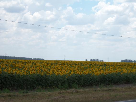 Campo Campo