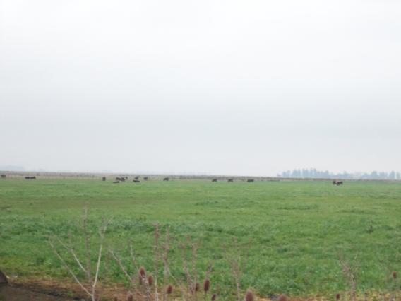 CAMPO CAMPO
